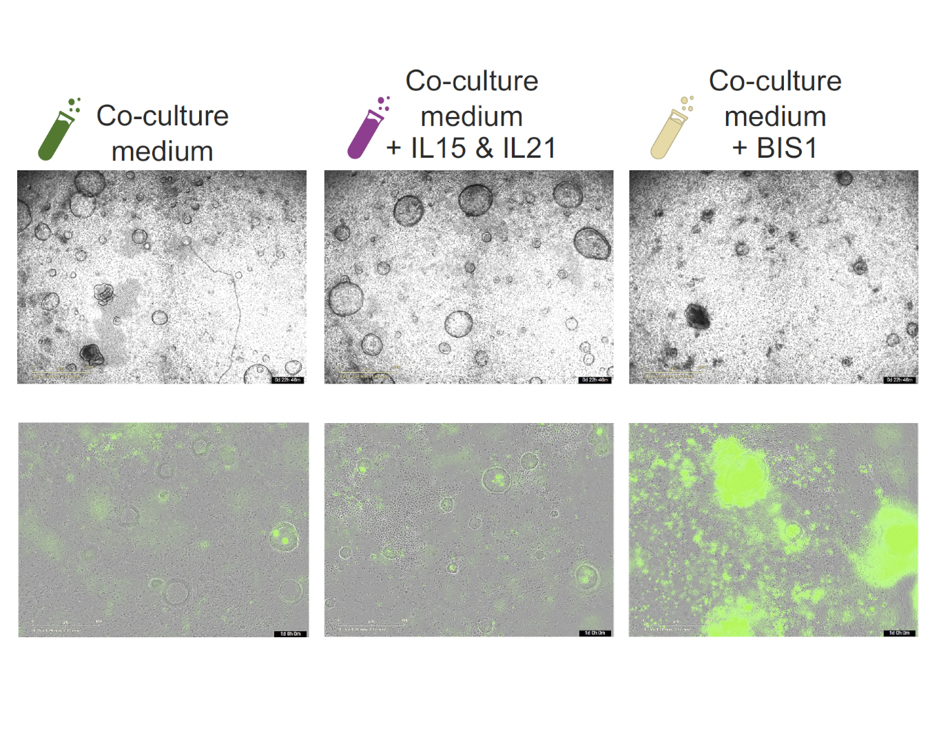 Autologous biopsy-derived co-culture platform for epithelial-T cell crosstalk